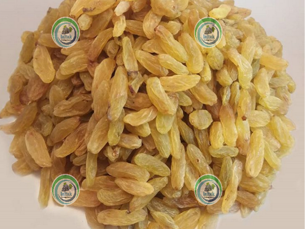 مرکز فروش کشمش طلایی صادراتی