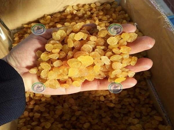 صادرات کشمش انگوری