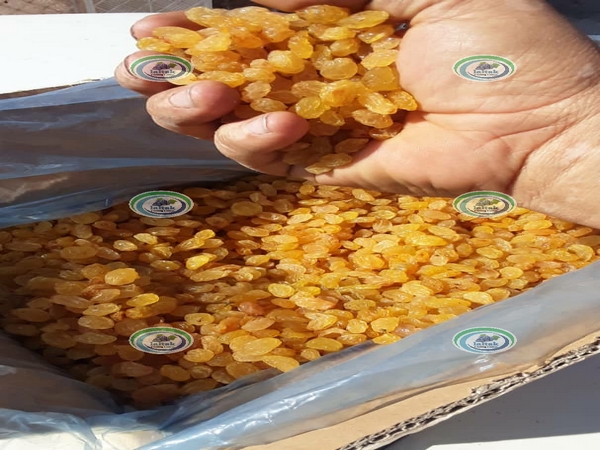 فروش کشمش انگوری ملکان به قیمت روز